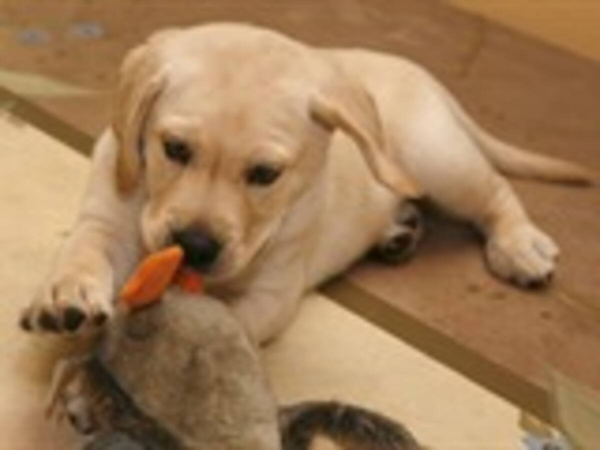 El primer perro clonado comercialmente ya está en casa con sus dueños