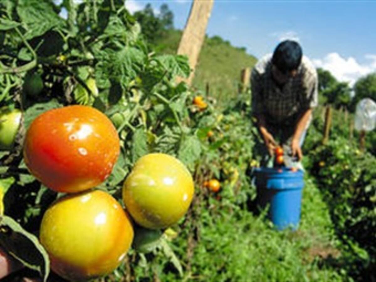 El sector agrícola es el más golpeado por el desempleo en el Eje Cafetero