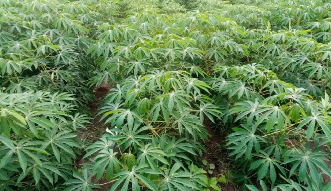 Cultivos de yuca en Los Palmitos, Sucre