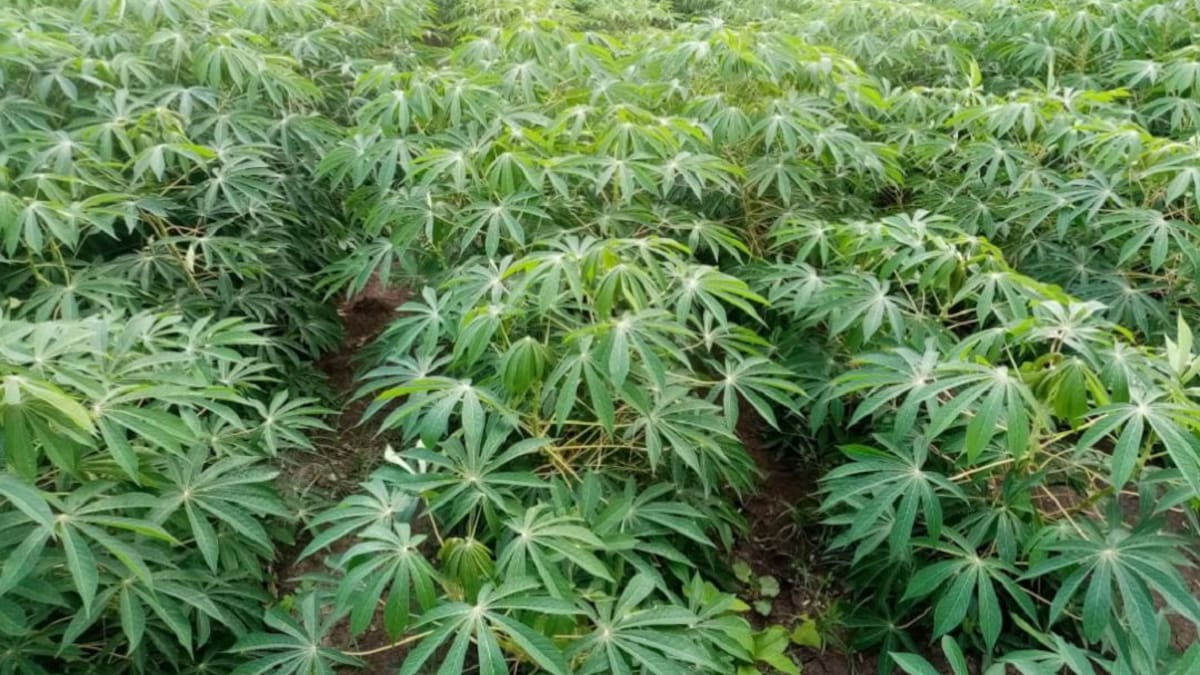 Yuca industrial, una fuente de oportunidades para el agro en Sucre