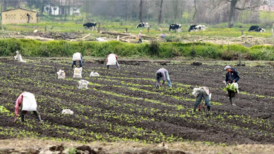 Agricultores de Colombia. Foto: Colprensa.