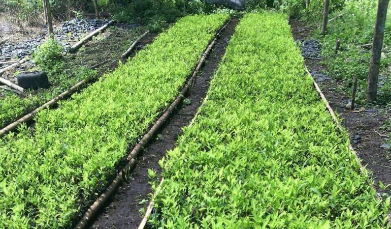 Cultivos de cocína.