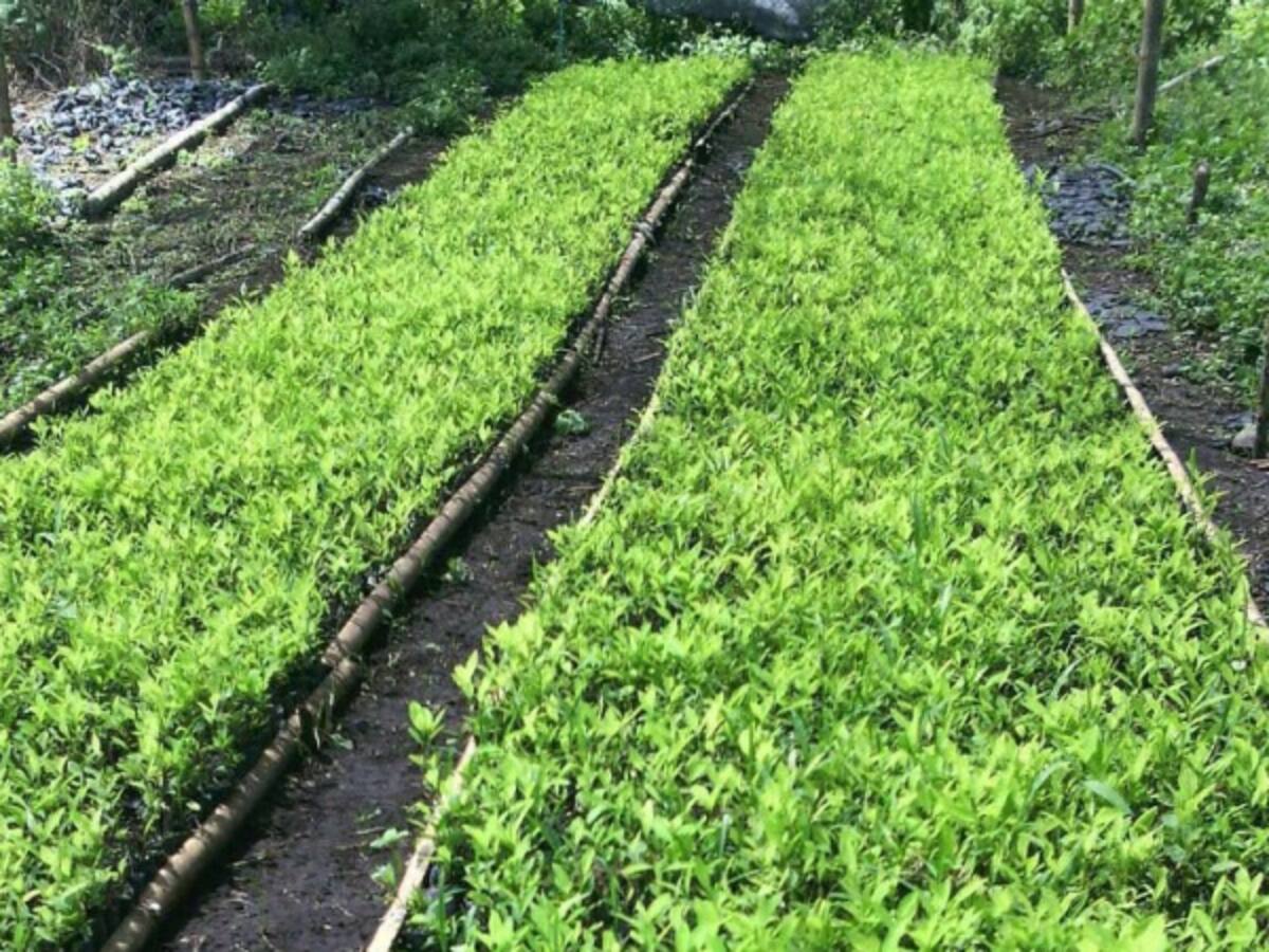 EE.UU. informa notable aumento en cultivos de coca en Colombia