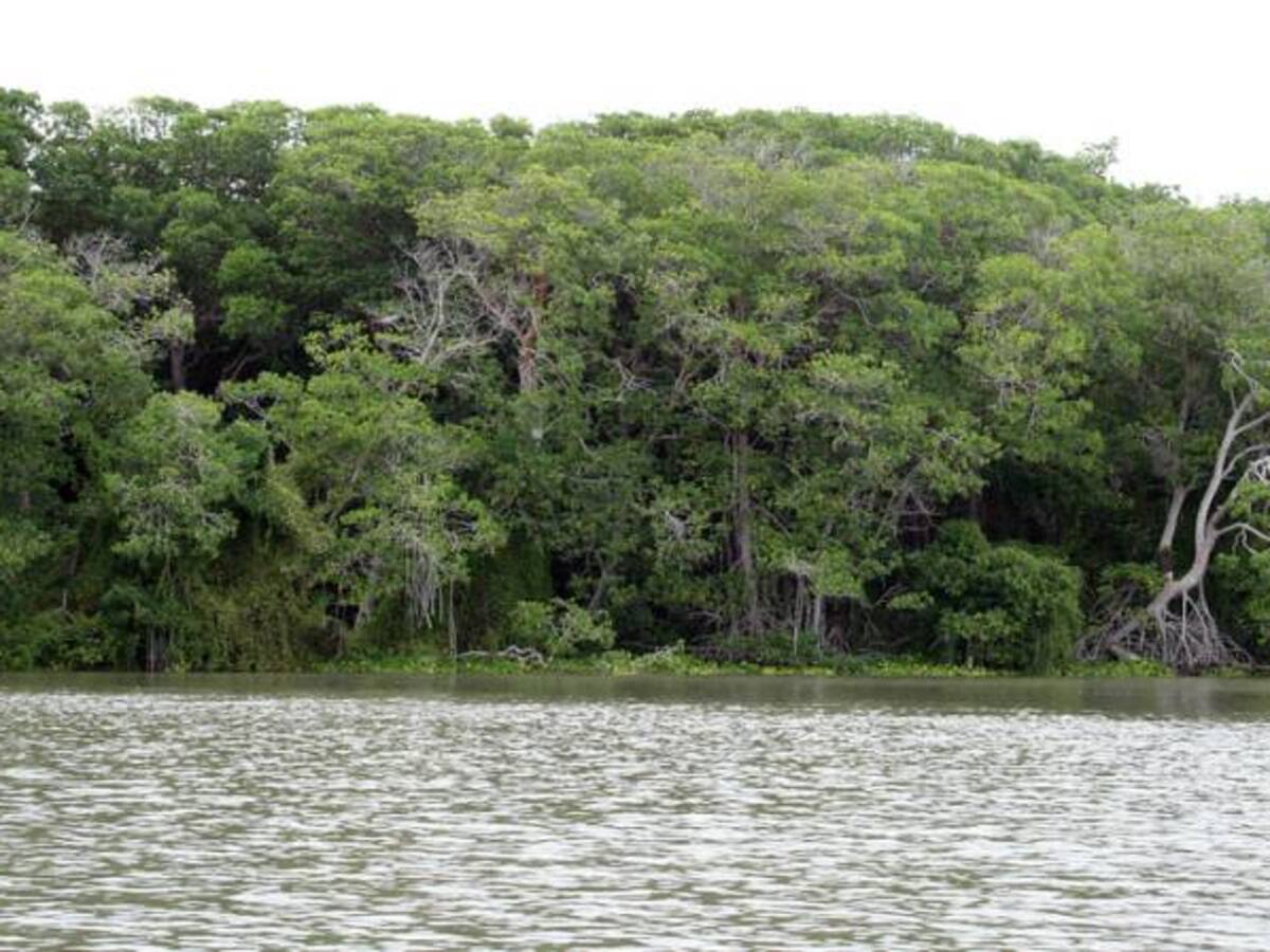 Veda en ríos del Guaviare, establece autoridad pesquera