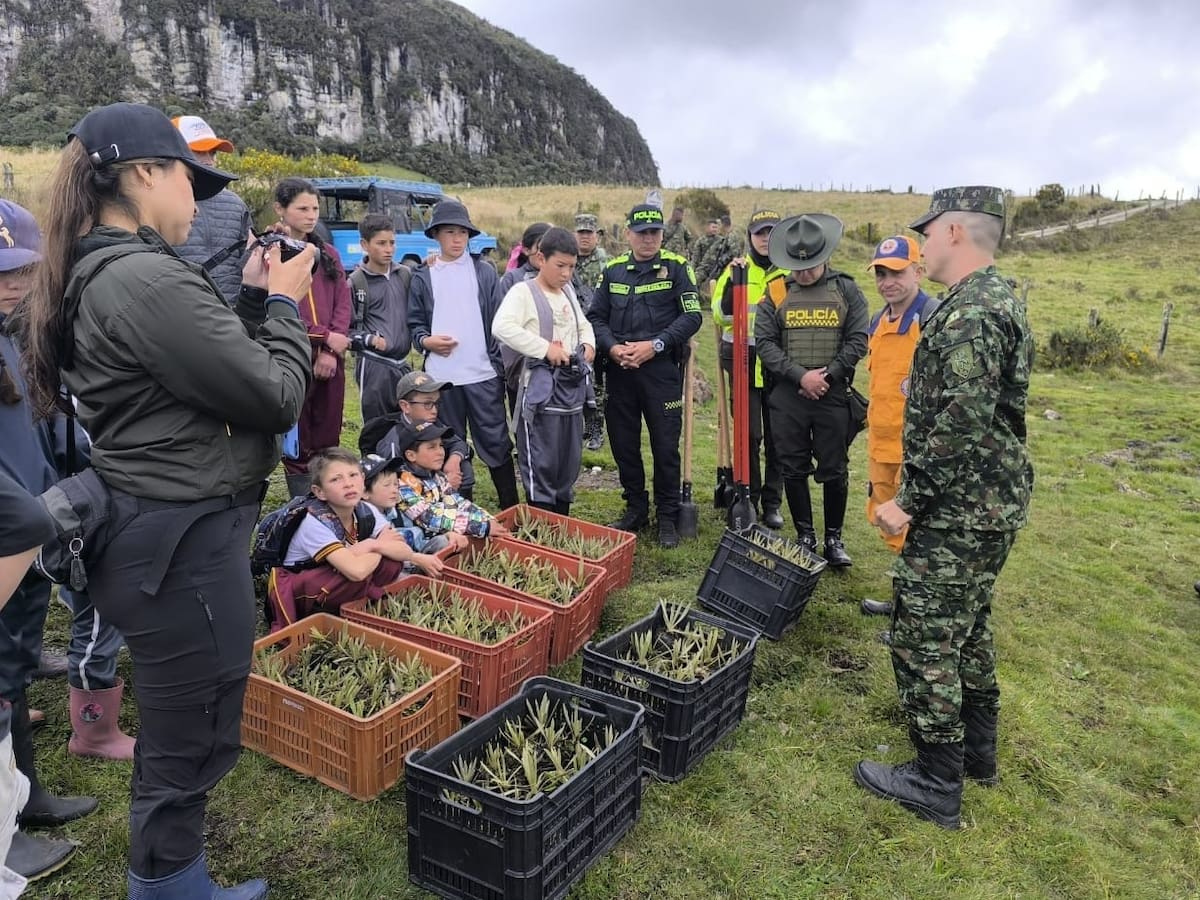 Siembran mil frailejones en Murillo para proteger los páramos del Tolima