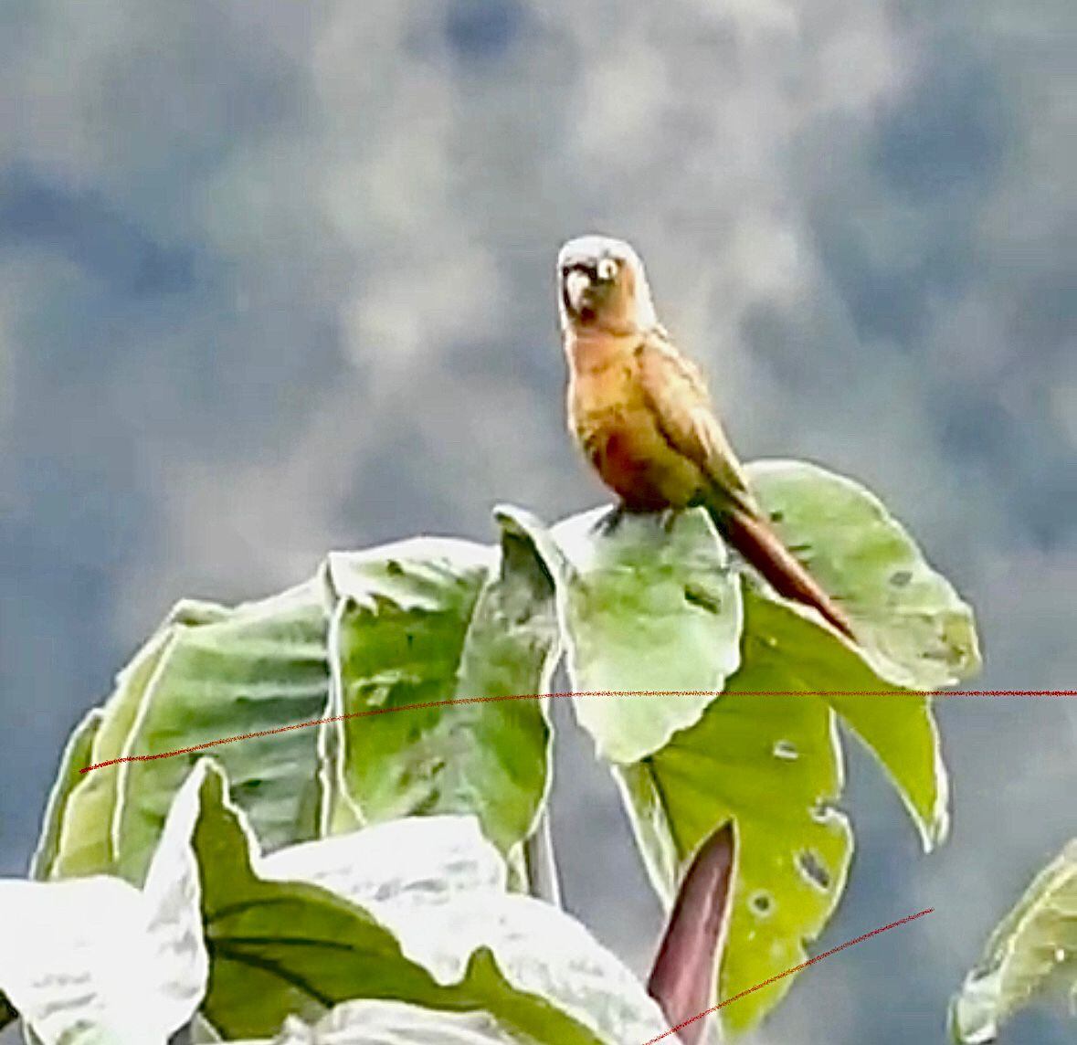 La cotorra pechiparda o periquito aliamarillo fue registrada por primera vez en el Huila, en zona rural del municipio de Colombia. Foto: CAM.