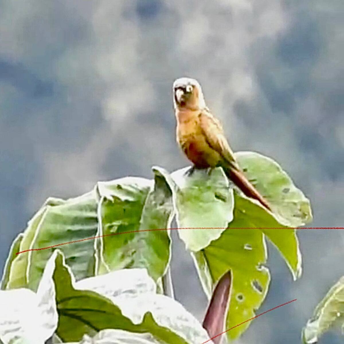 Huila registra nueva especie de ave y alcanza 759 en su inventario de biodiversidad