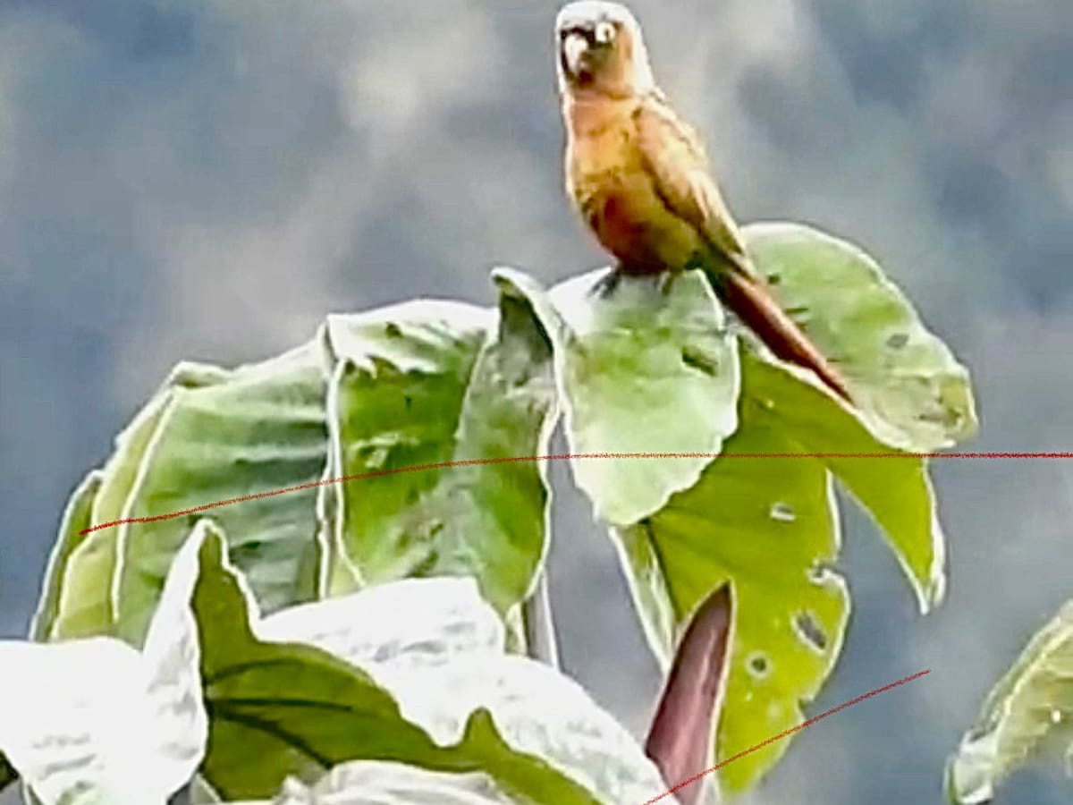 Huila registra nueva especie de ave y alcanza 759 en su inventario de biodiversidad