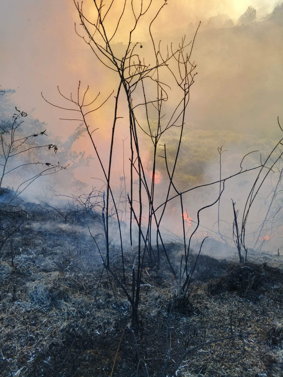 Incendio forestal presentado en Bello. Foto: Cortesía Alcaldía de Bello, Antioquia