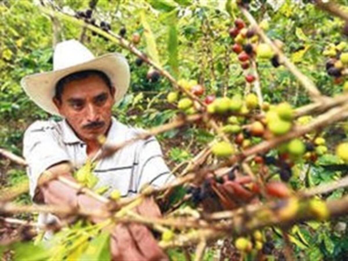 La caficultura empresaria de Risaralda baja la productividad
