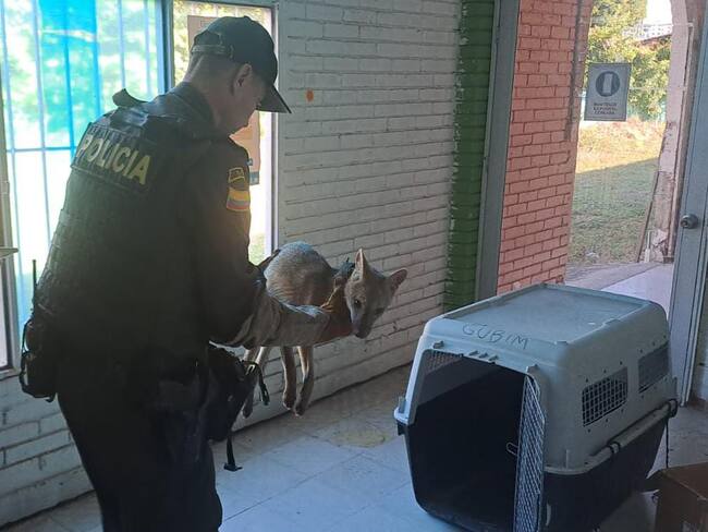 Esta especie poco común en esta zona, fue aprehendido y puesto a disposición de la CAM, donde posteriormente de una revisión médica que muestre el estado del animal, será devuelto a su hábitat natural.