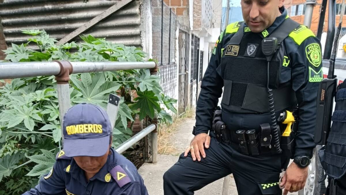 Autoridades buscan responsable de maltrato animal registrado en La Plata-Huila