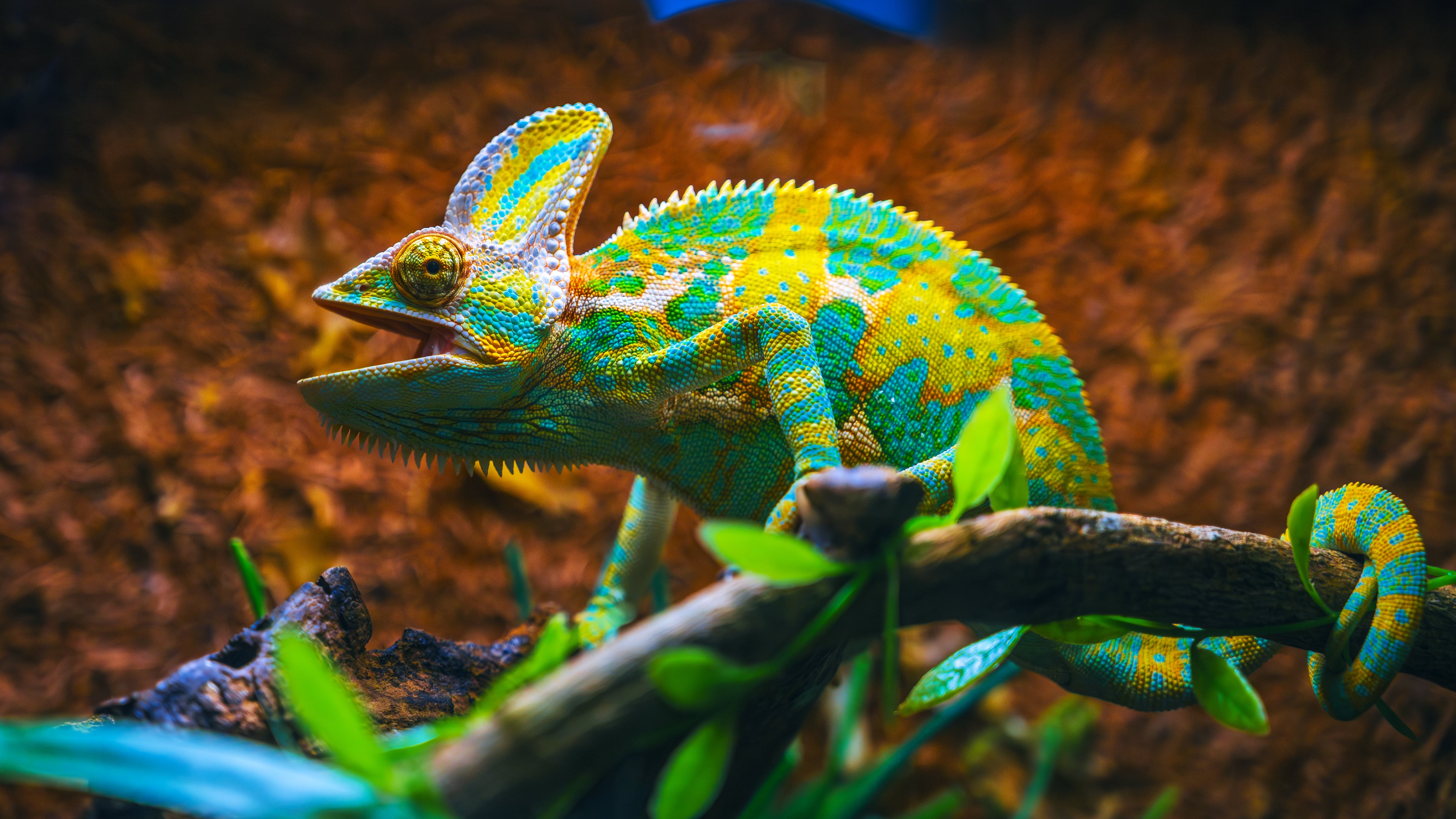 Camaleón. Foto: Getty Images.