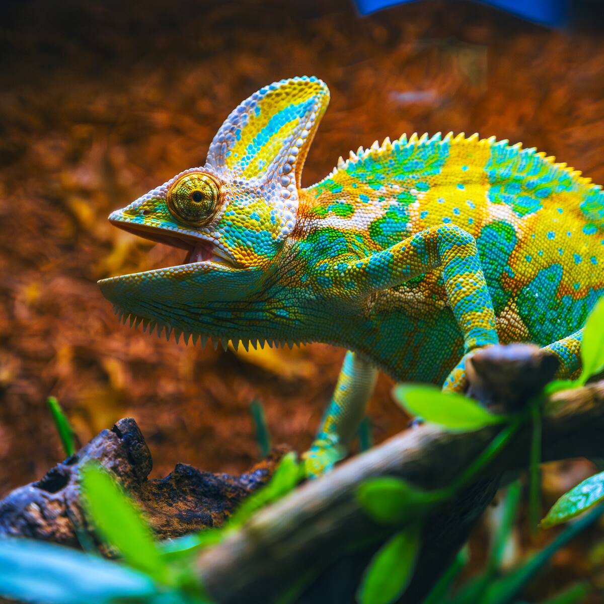 ¿Por qué los camaleones pueden cambiar de color? Esta es la razón