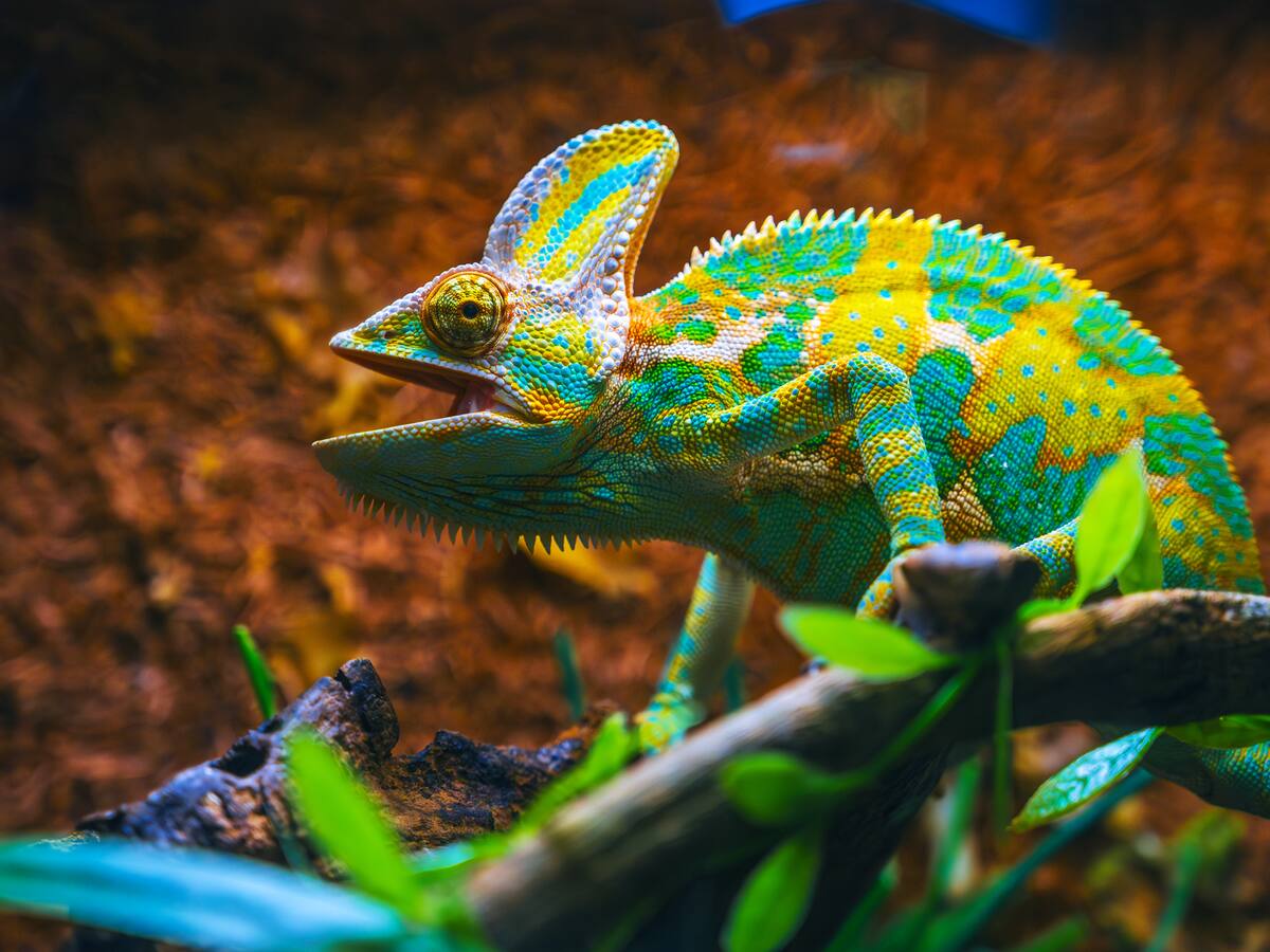 ¿Por qué los camaleones pueden cambiar de color? Esta es la razón