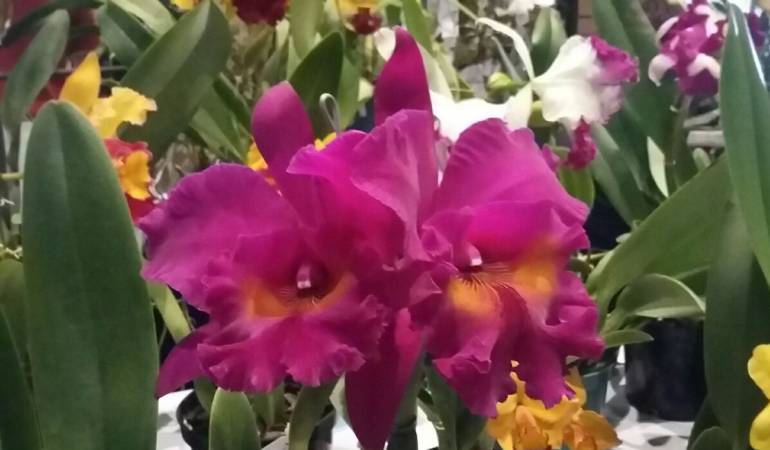 La entrada es gratuita durante los días de la muestra de flores