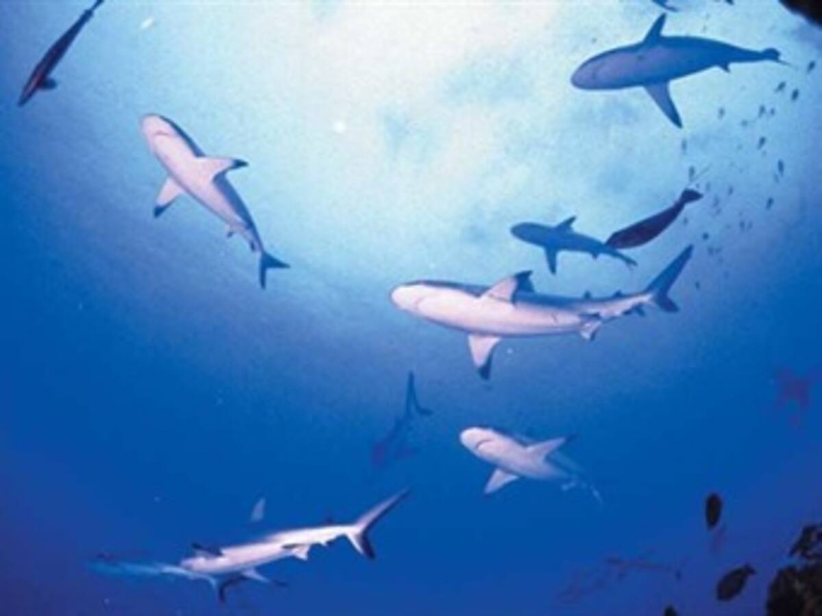 Las islas Marshall crean el santuario de tiburones más grande del mundo