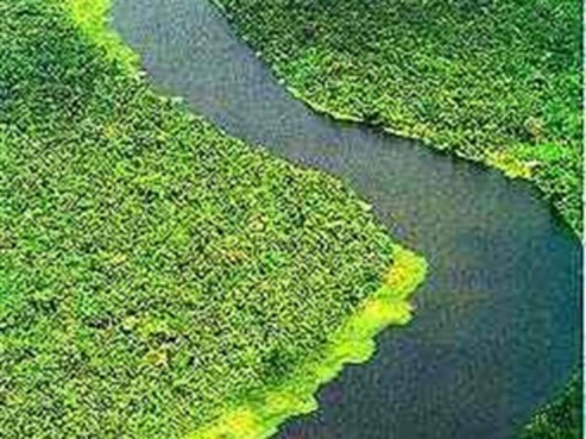 Río Amazonas presenta una de las más grandes sequías