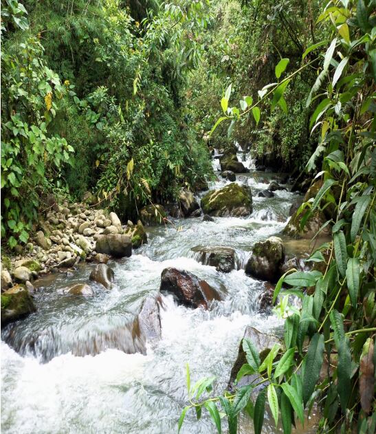 Es necesario proteger las fuentes hídricas en Risaralda - Imagen de archivo - Carder.