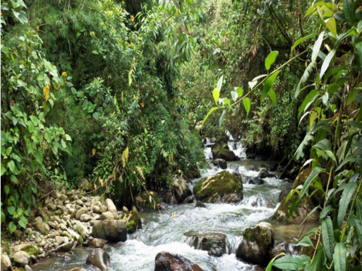 Desarrollo de Risaralda debe ser entorno al cuidado de las fuentes hídricas: Dir. Carder