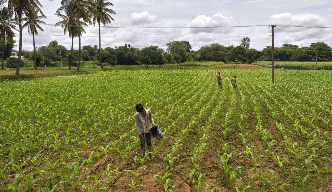 Fertilizando cultivos. Imagen de referencia.