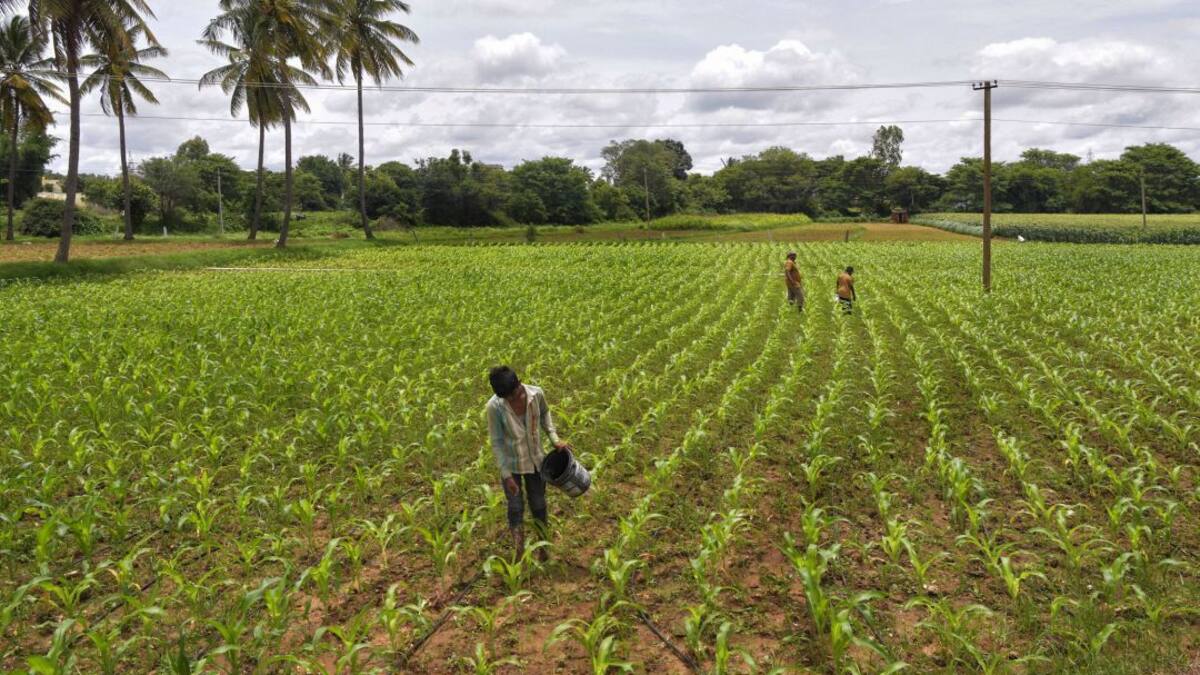 Trabajando por fertilizantes más amigables con el medio ambiente