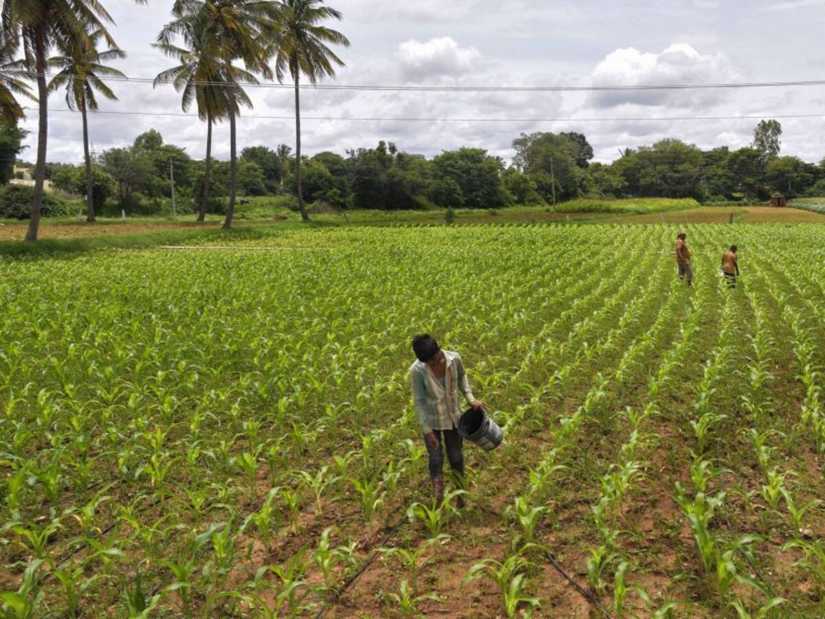 Trabajando por fertilizantes más amigables con el medio ambiente
