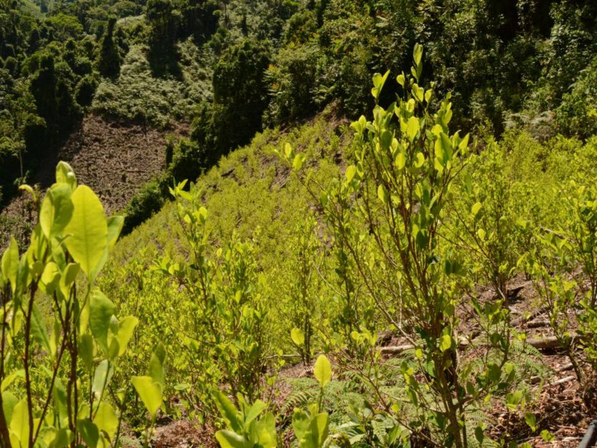 En tiempos de la COVID-19, aumentó la producción de cocaína