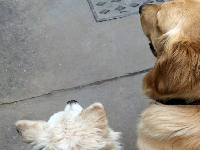 Dos perritos salvan a una mujer de ser víctima de un robo