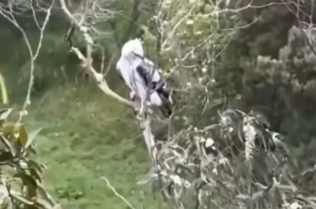 Águila Real de Montaña avistada en Salento, Quindío. Foto: Cortesía videos redes sociales/ CRQ