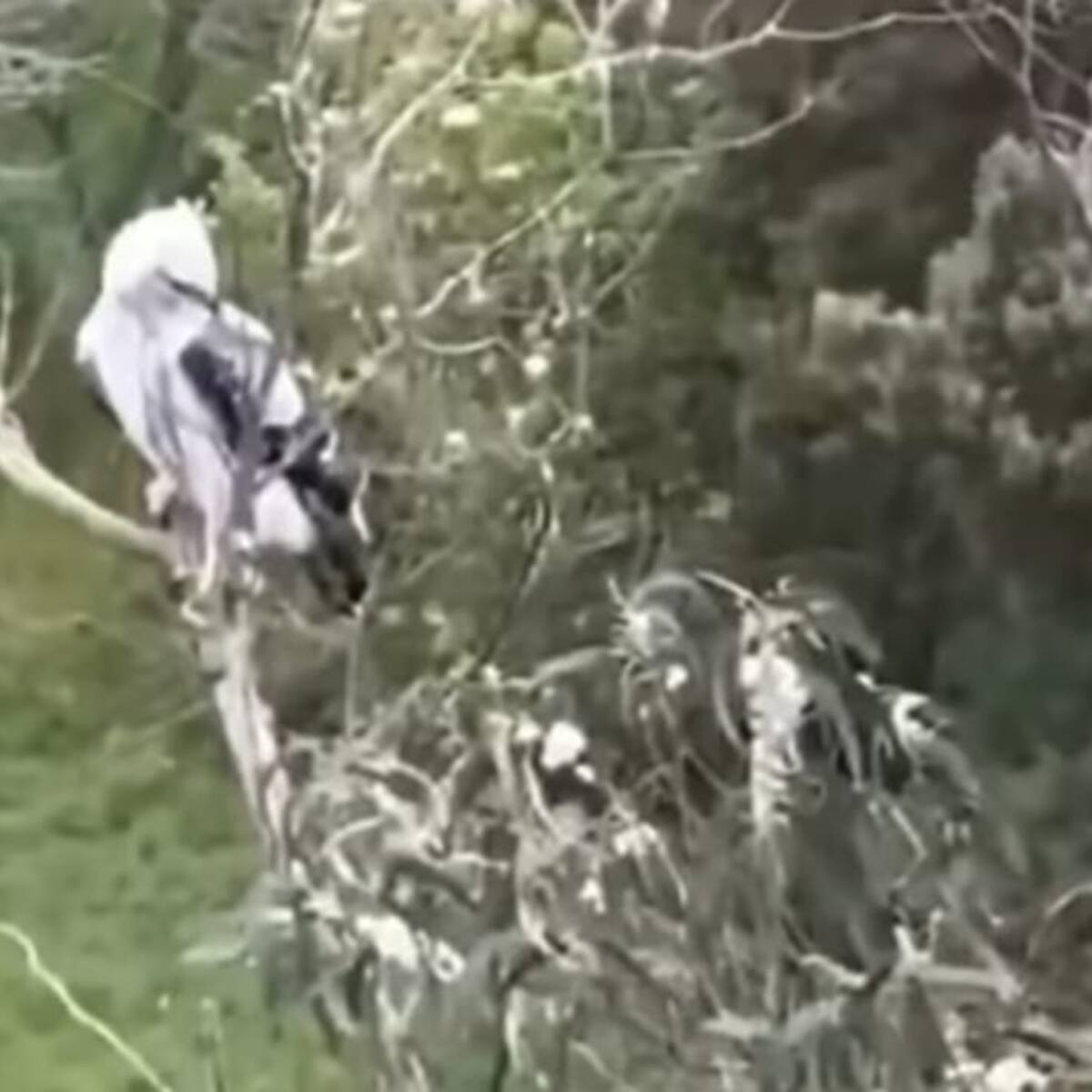 Águila Real de Montaña en riesgo de extinción fue avistada en el Valle de Cocora en Salento, Quindío