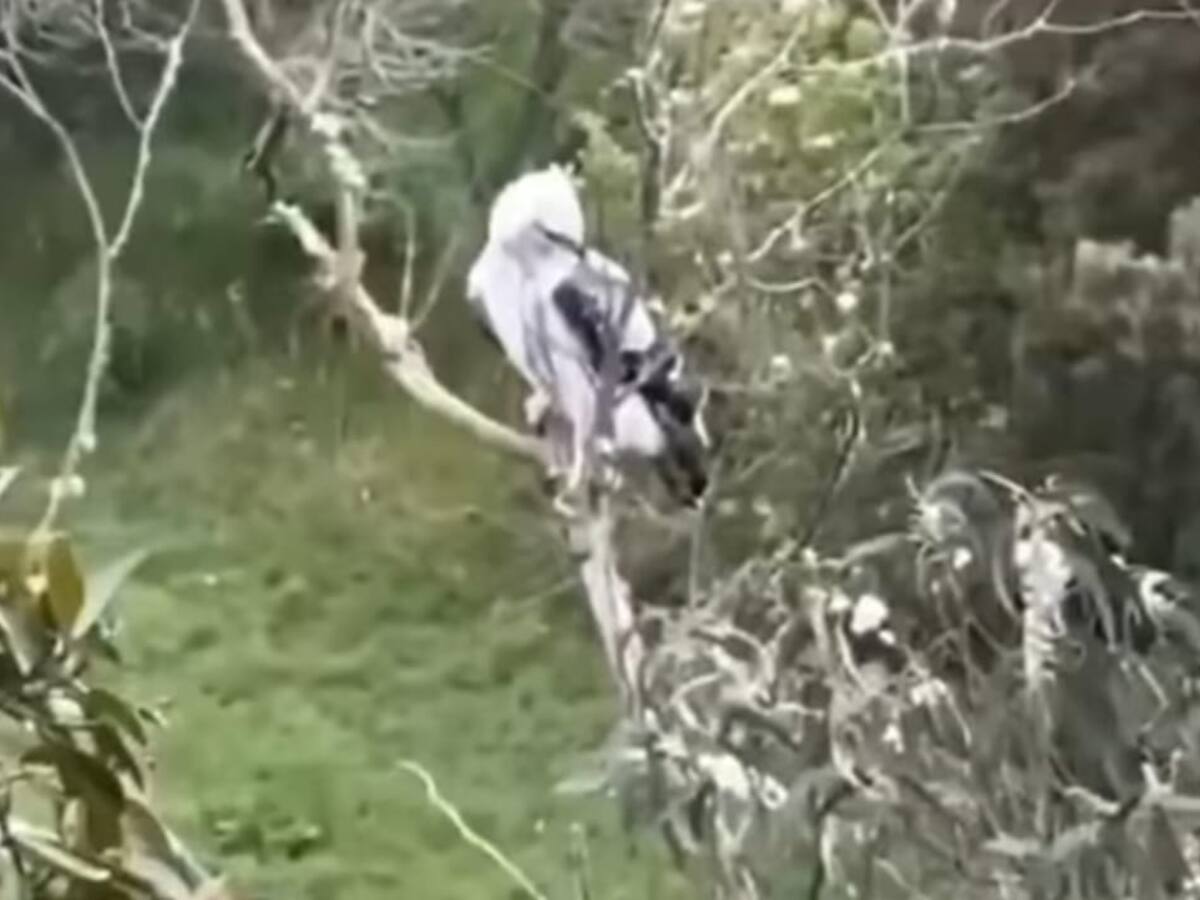 Águila Real de Montaña en riesgo de extinción fue avistada en el Valle de Cocora en Salento, Quindío