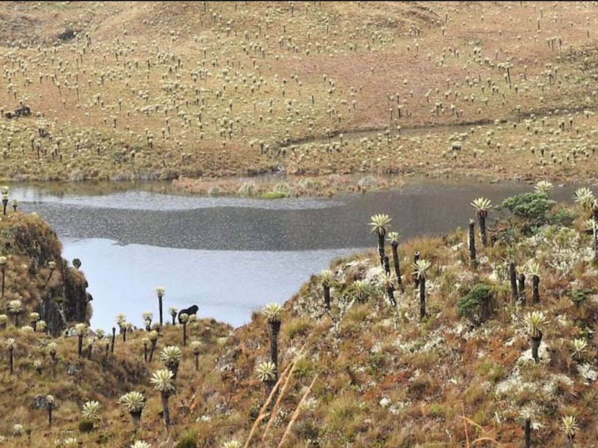 El oso andino se deja ver en el Parque Nacional Natural Las Hermosas
