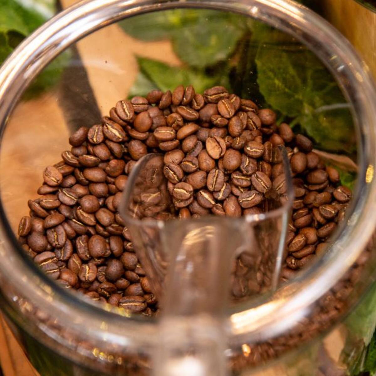 Café de Sacramento de la Sierra Nevada se exportará a Panamá