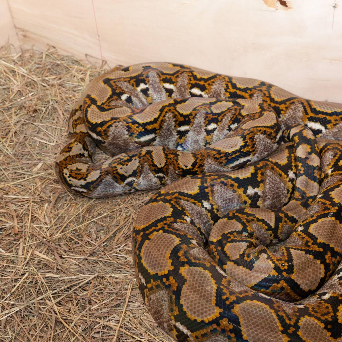 Operación de Interpol por delitos ambientales deja 225 arrestos en América