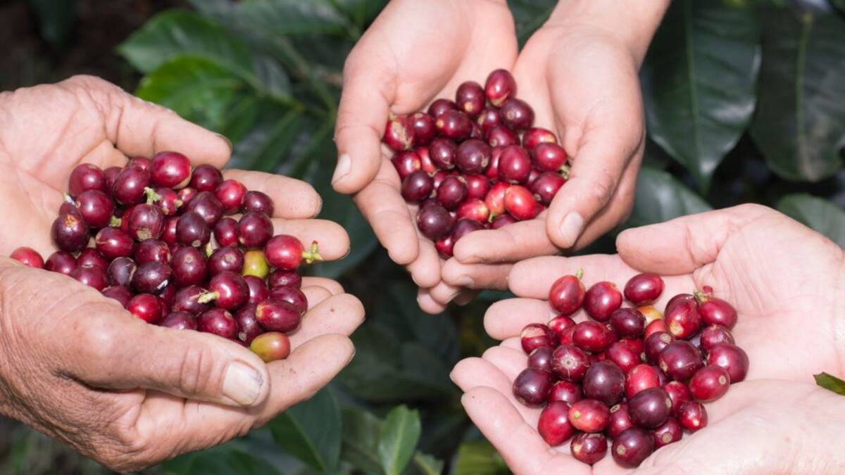 Comenzó el plan para la atención de la cosecha cafetera en Antioquia