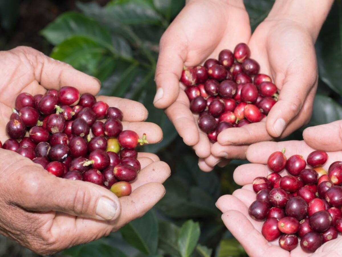 Comenzó el plan para la atención de la cosecha cafetera en Antioquia