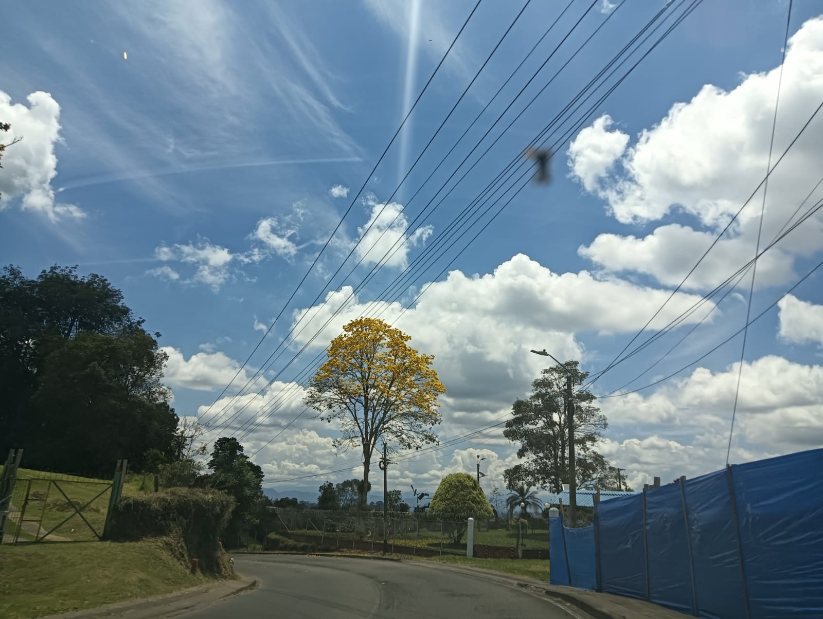 Siguen floreciendo los guayacanes amarillos en el Quindío, corregimiento de Pueblo Tapao. Foto Adrián Trejos