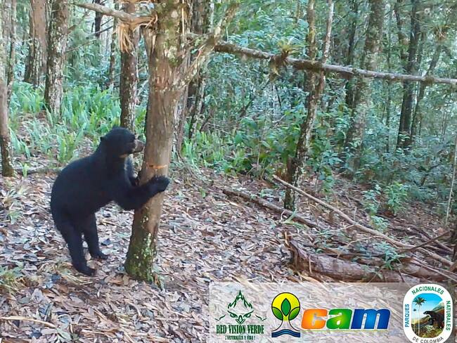 El Huila se sigue consolidando como la tierra de los osos. En la región opita se han identificado 14 núcleos poblacionales de Oso de Anteojos con dinámica reproductiva activa, registrando cinco camadas con efectividad de sobrevivencia del 100%.