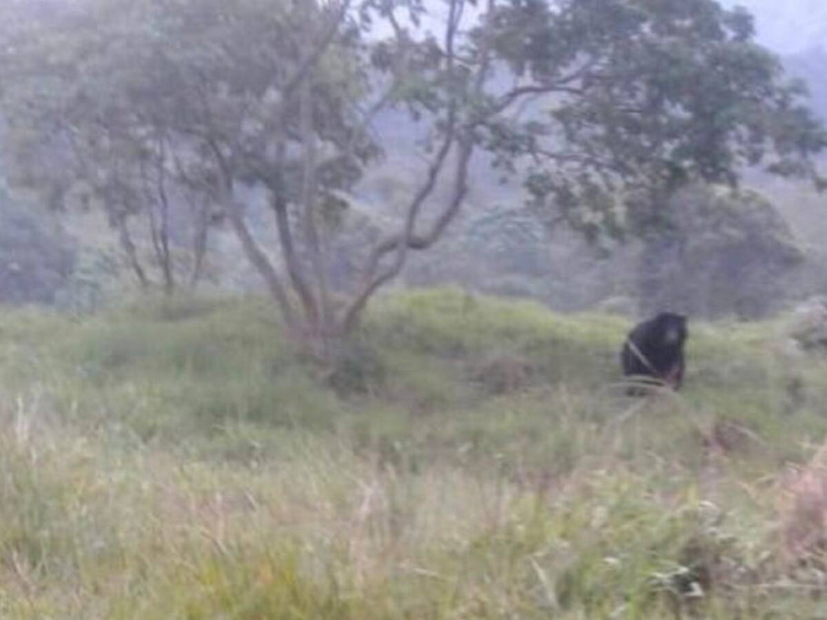 VIDEO: Avistamento de animales silvestres