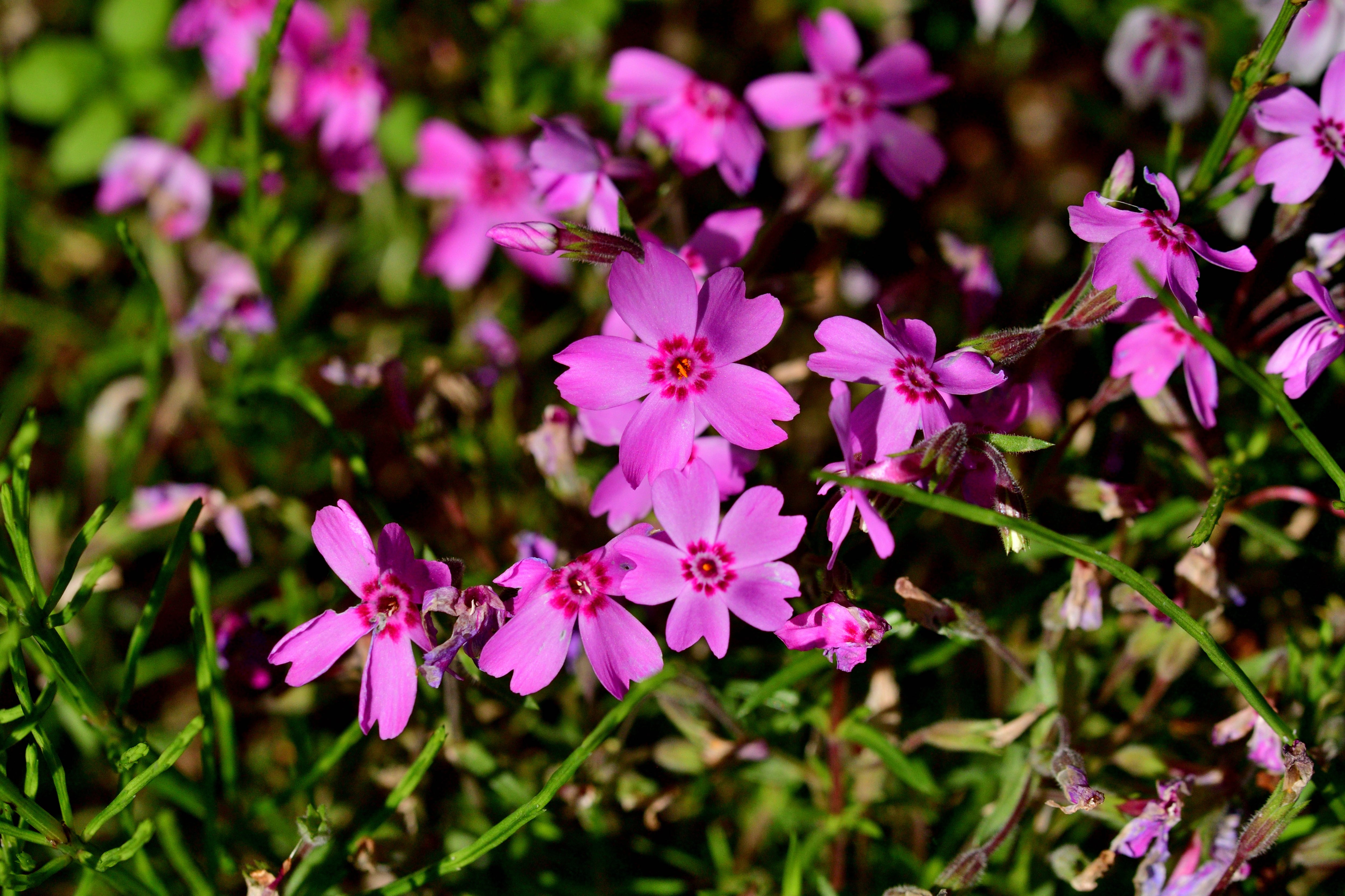 También conocido como 'musgo rosa', es una de las especies endémicas de Estados Unidos que son asociadas a la luna llena que se da durante finales de marzo y trascurso de abril (Crédito: Getty Images / Museo Botánico de Missouri)