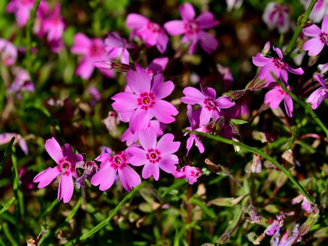 También conocido como 'musgo rosa', es una de las especies endémicas de Estados Unidos que son asociadas a la luna llena que se da durante finales de marzo y trascurso de abril (Crédito: Getty Images / Museo Botánico de Missouri)