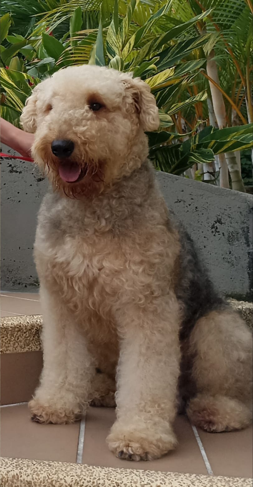 'Salvador' murió en Ibagué tras una quema de pólvora