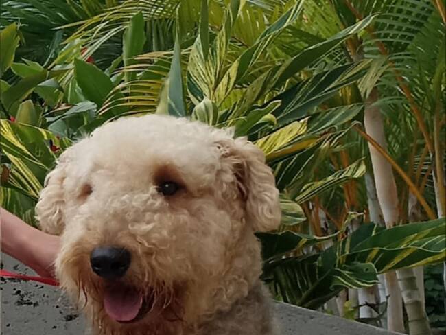 'Salvador' murió en Ibagué tras una quema de pólvora