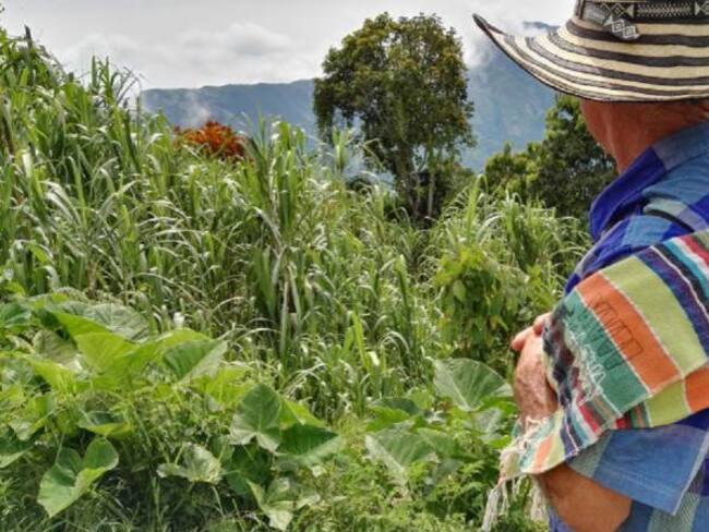 Campesinos del bajo Cauca temen por el regreso del glifosato