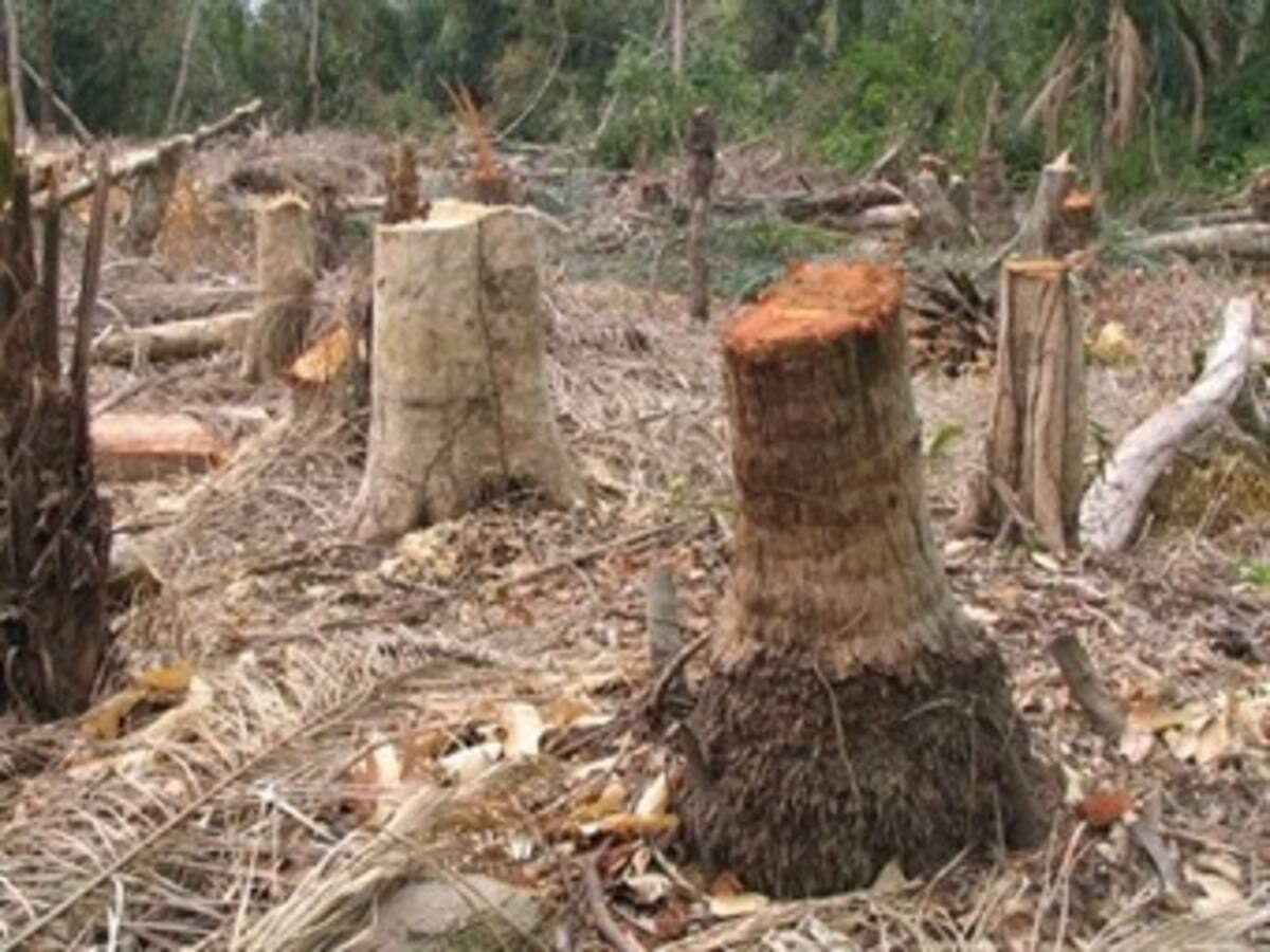 Deforestación ha hecho de este invierno una tragedia