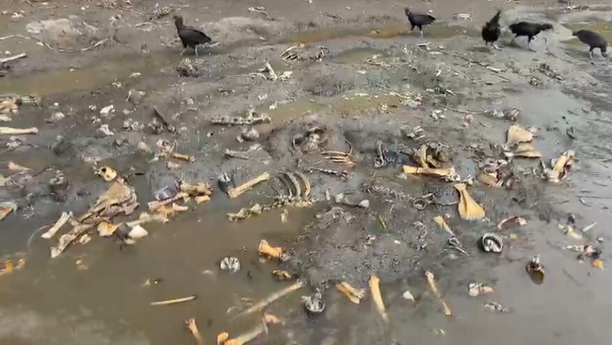 Rivera del río Cauca en Cali / Foto: Personería de Cali