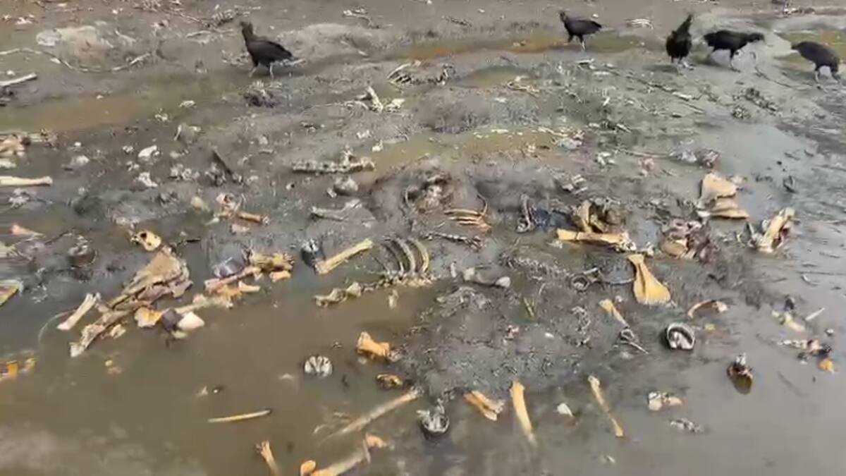 En Cali, encuentran huesos de caballos en el río Cauca
