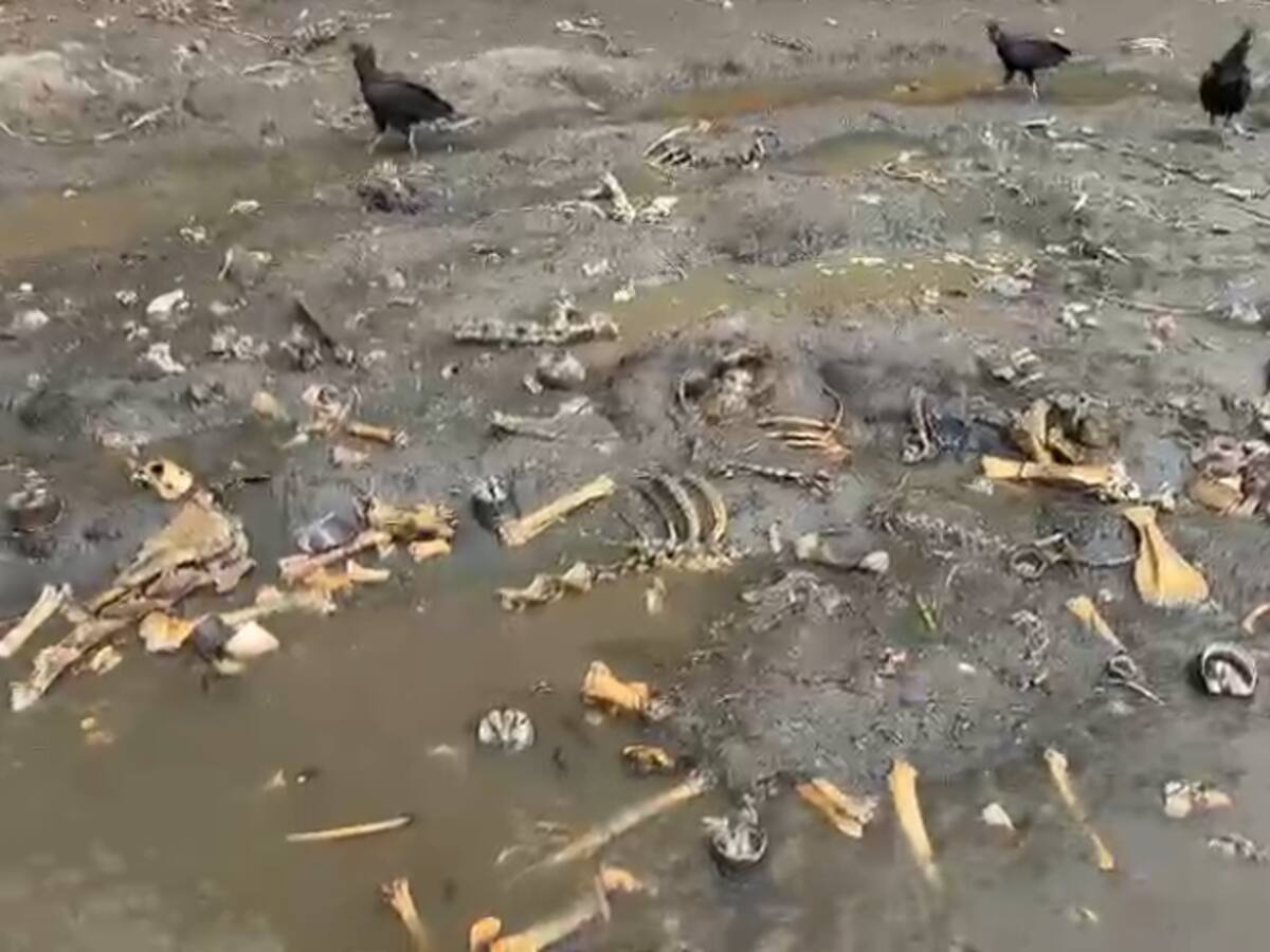 En Cali, encuentran huesos de caballos en el río Cauca