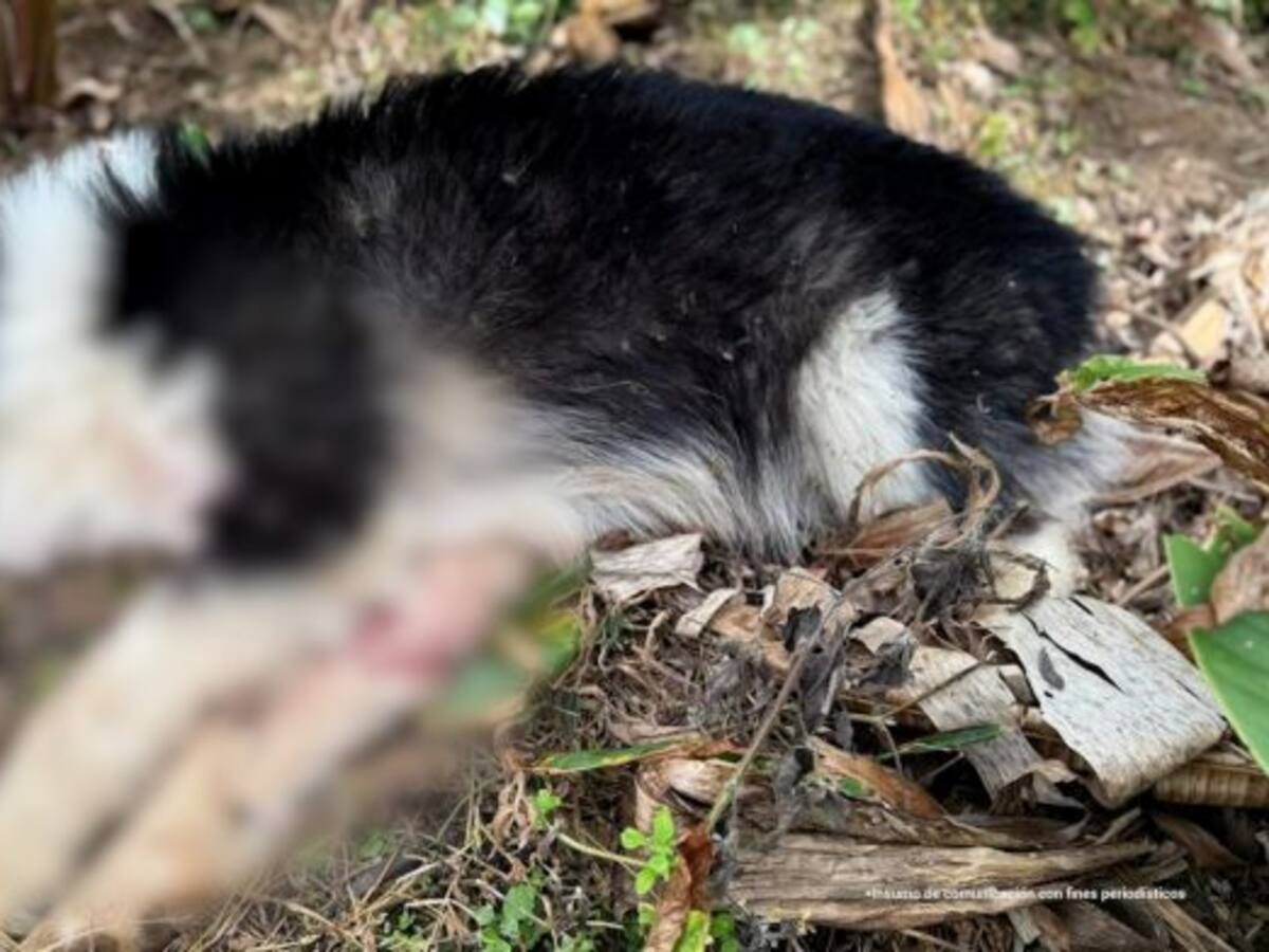 ¿Qué dicen los animalistas del Quindío sobre las sanciones por maltrato animal?